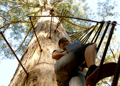 Gloucester National Park: Gloucester Tree