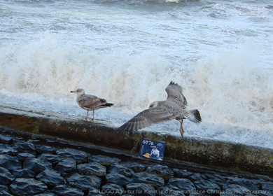 Möwen auf Norderney